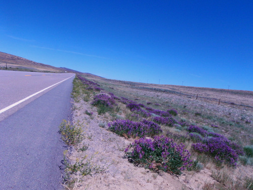 Roadside Vetch.